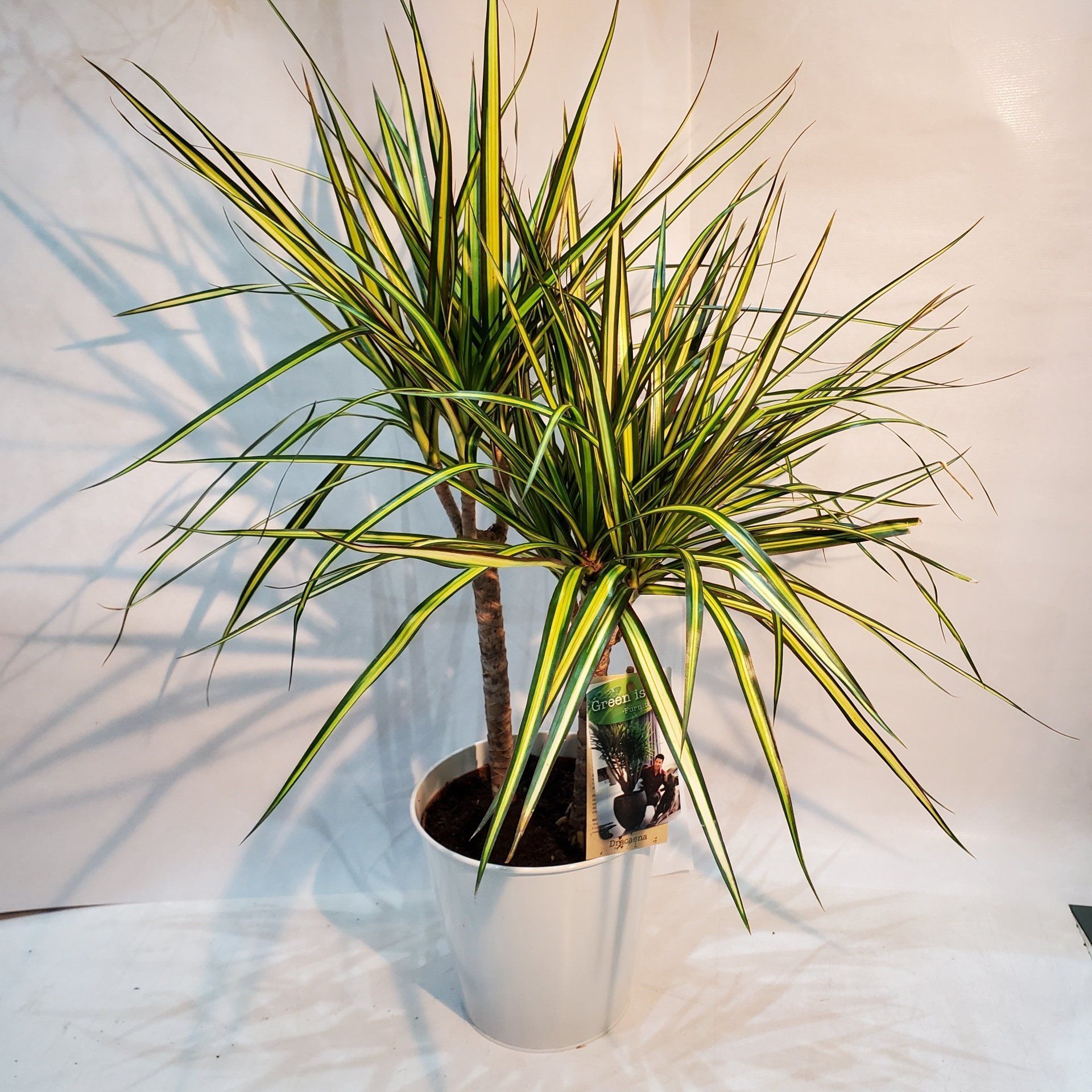 Dracaena