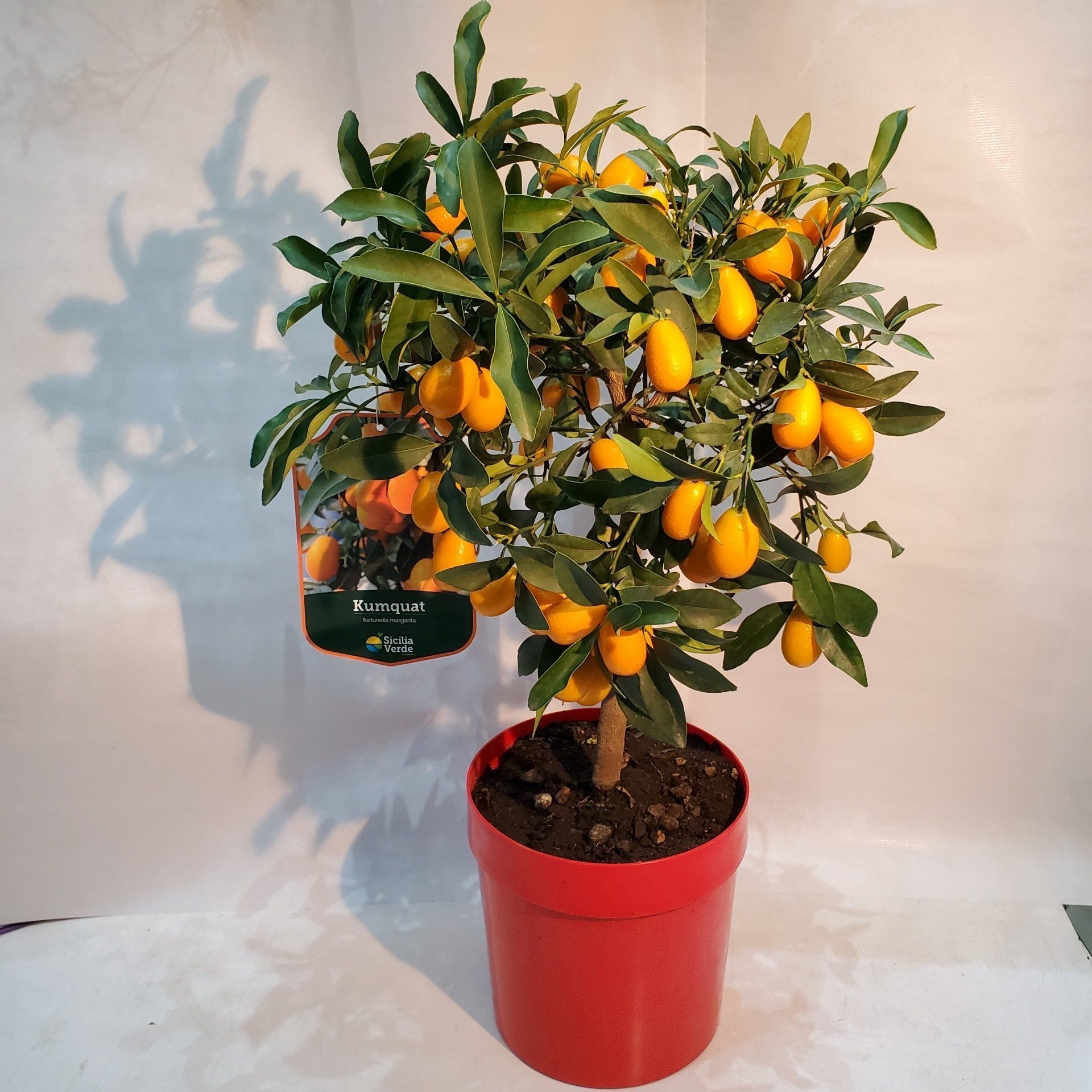 Kumquat