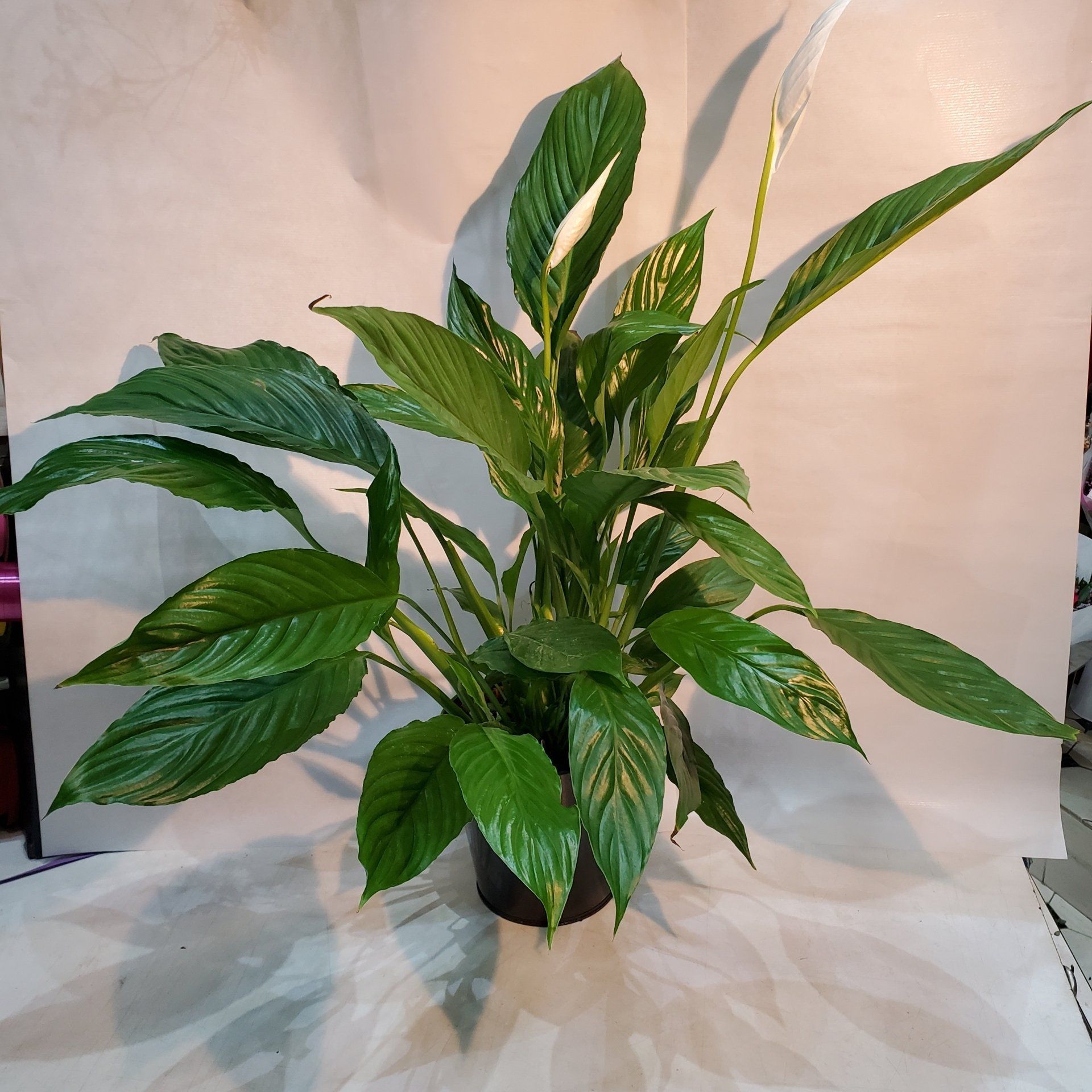 Spathiphyllum