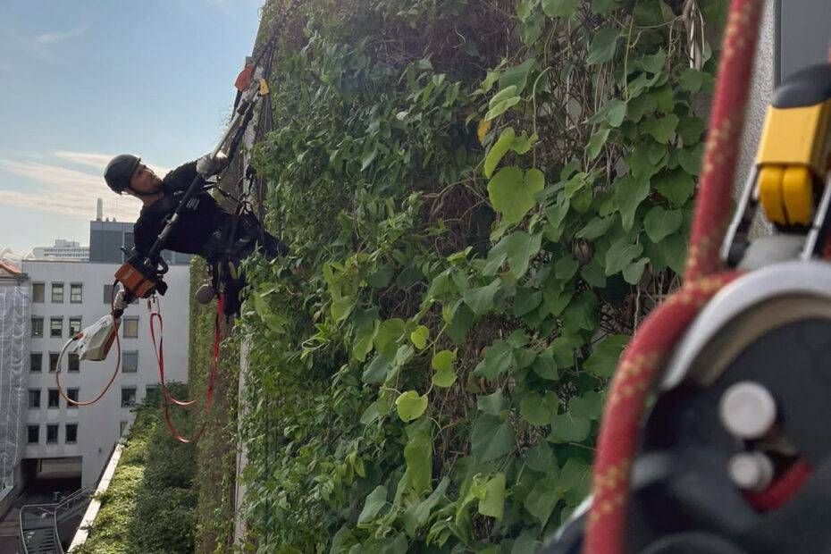 Cleanclimb: Grünschnitt an der Fassade eines Gebäudes