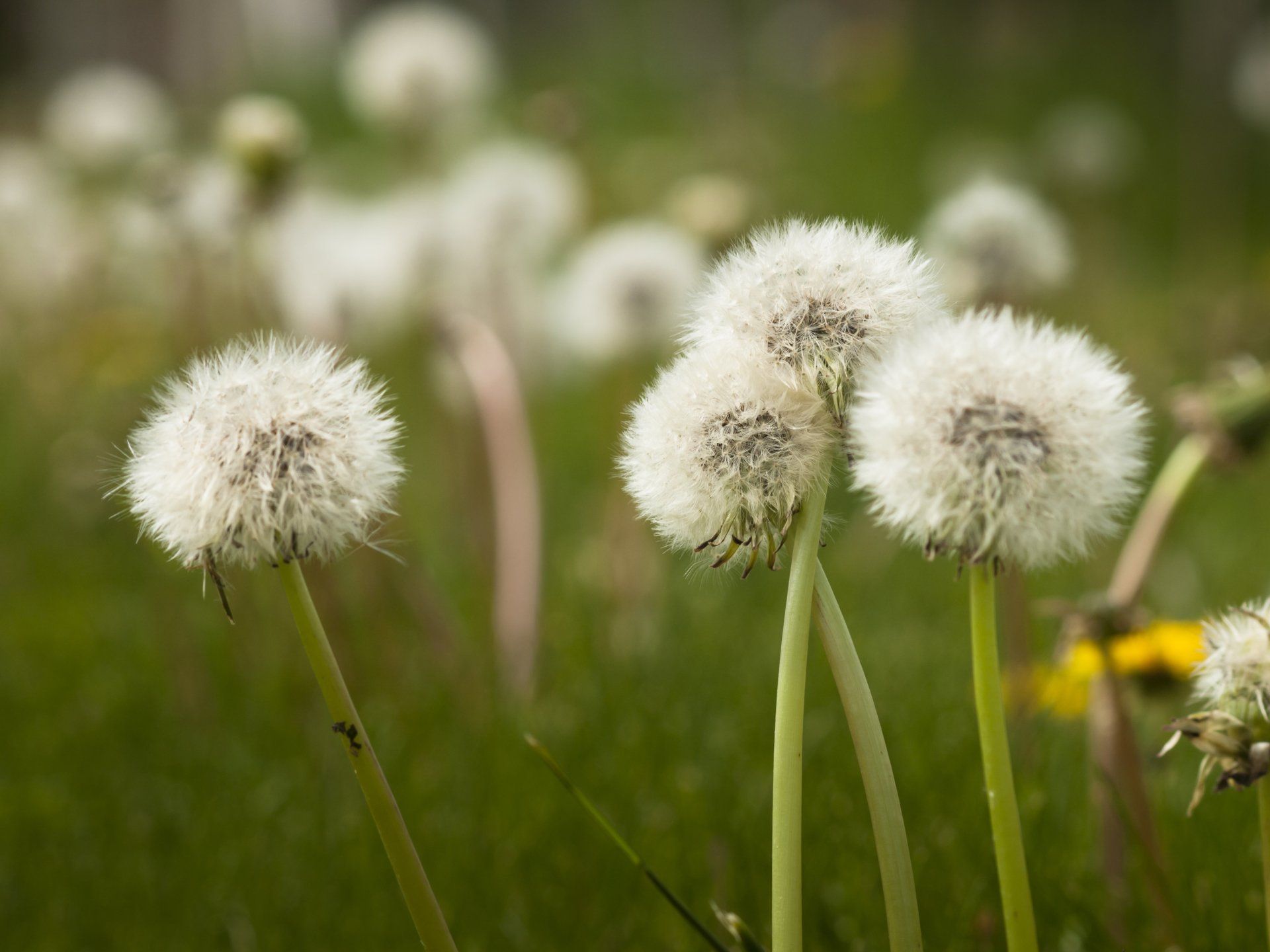 Pissenlits avec aigrettes - Sonia Bahouth psychologue, Cabinet Sagita