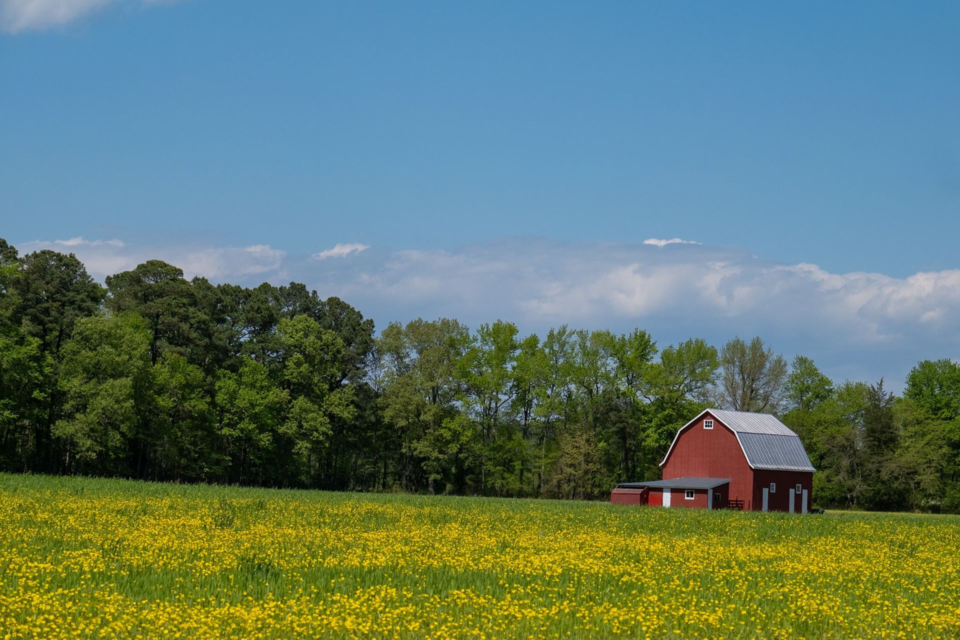 A red barn is sitting in the middle of a field of yellow flowers.