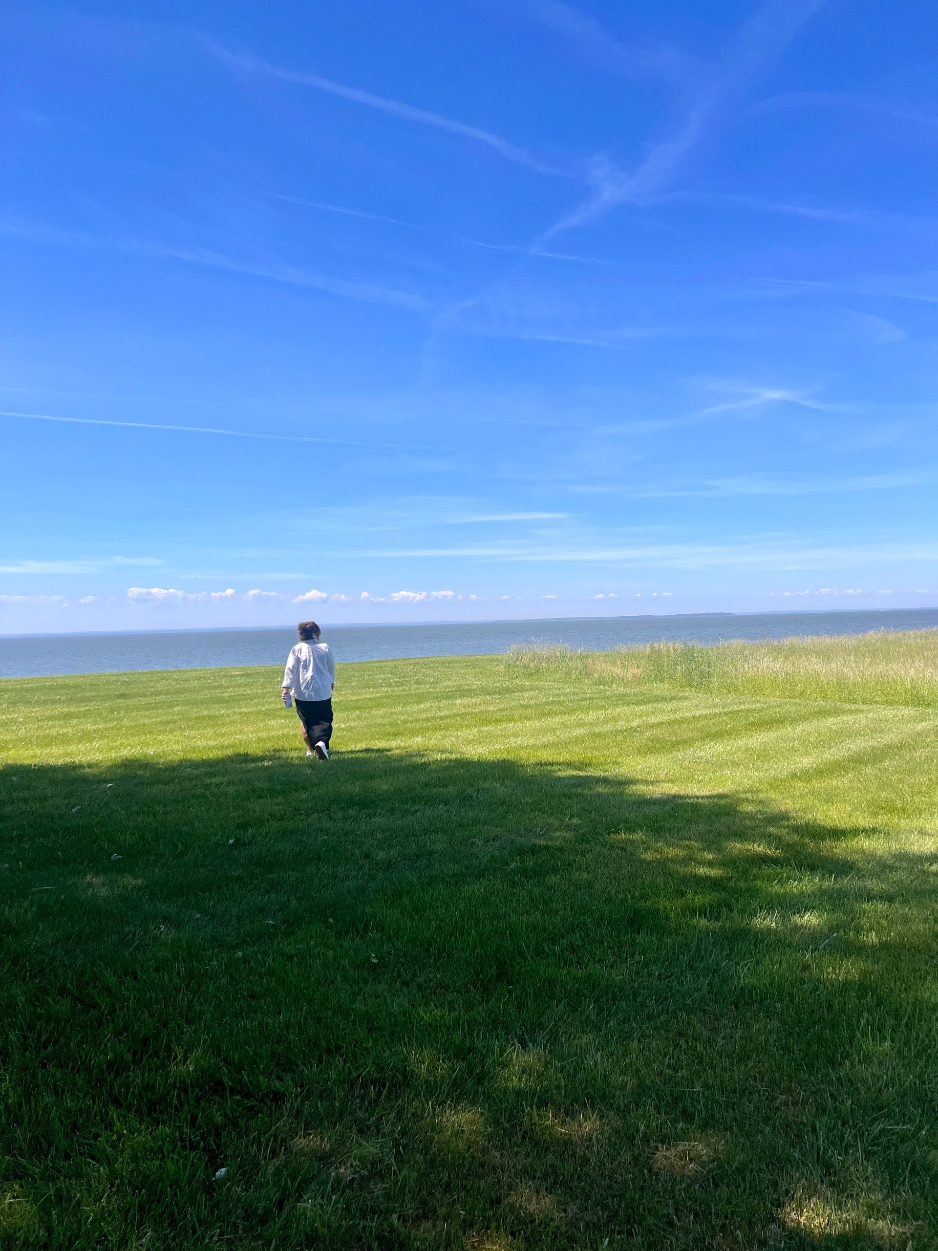 Two dogs swimming in water, one holding a stick.