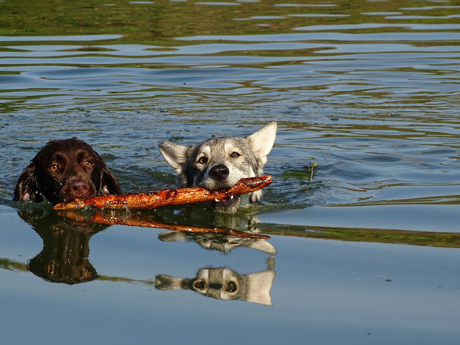 Two dogs are swimming in a lake with a stick in their mouths