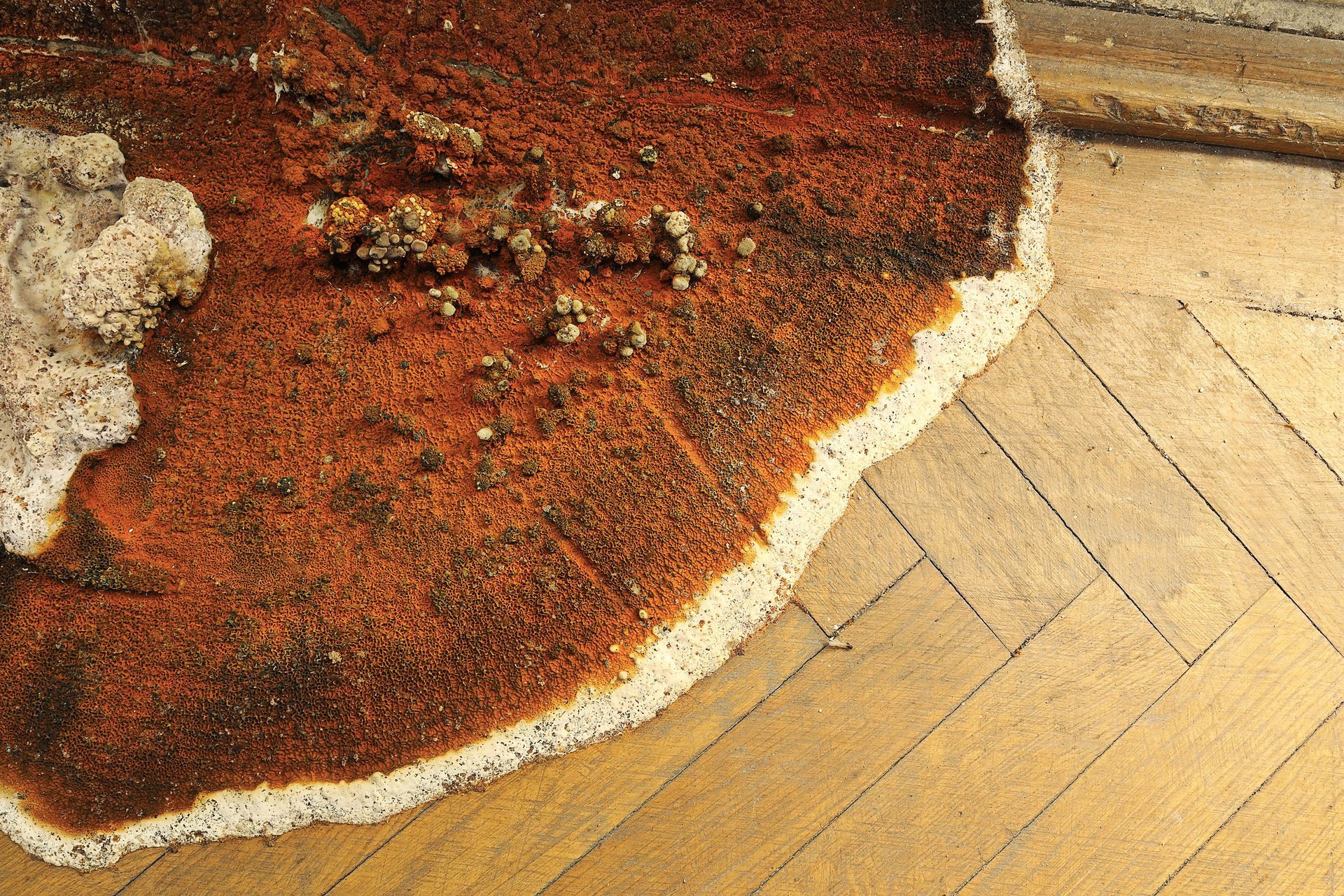 Mérule dans une maison