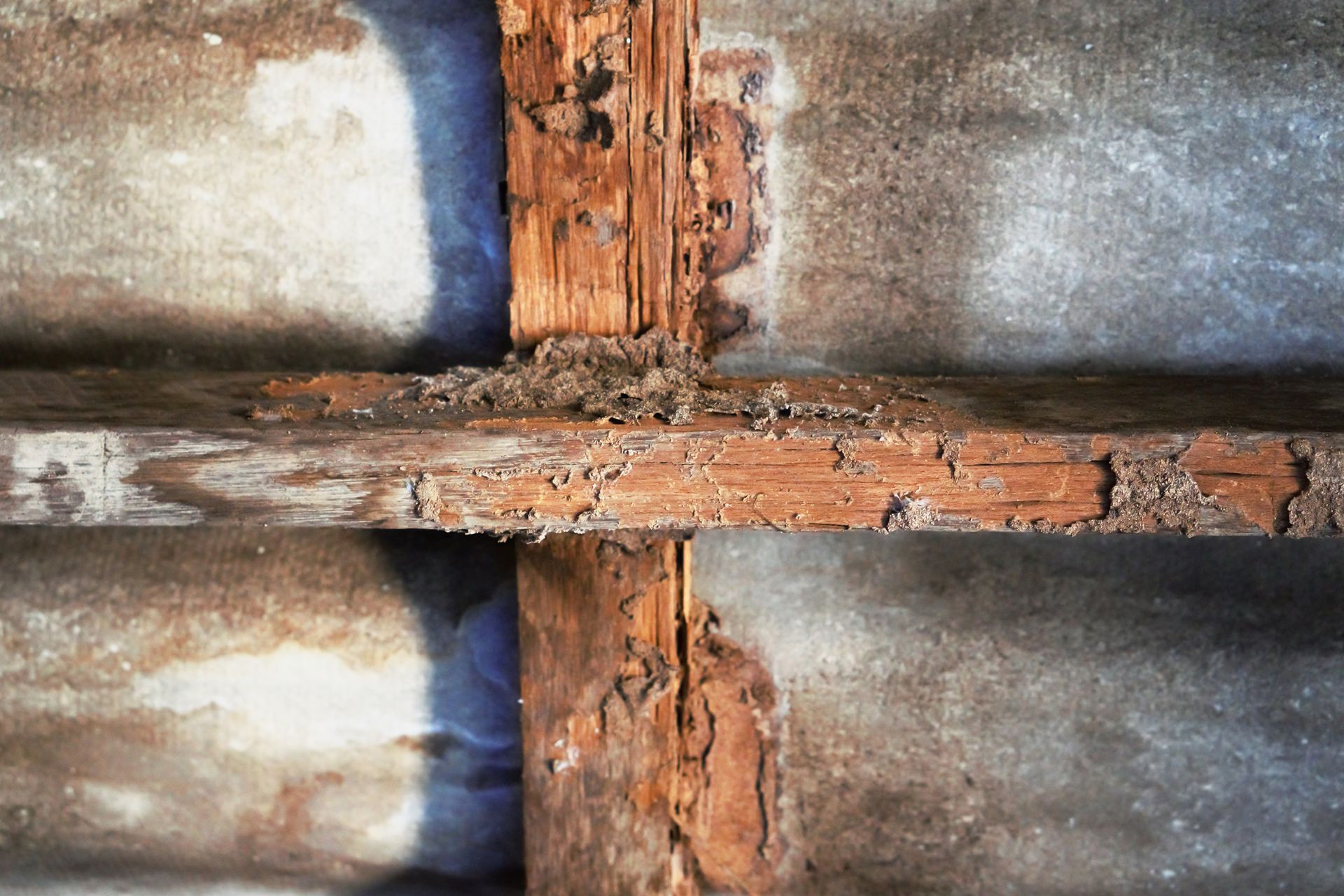Termites sur une charpente