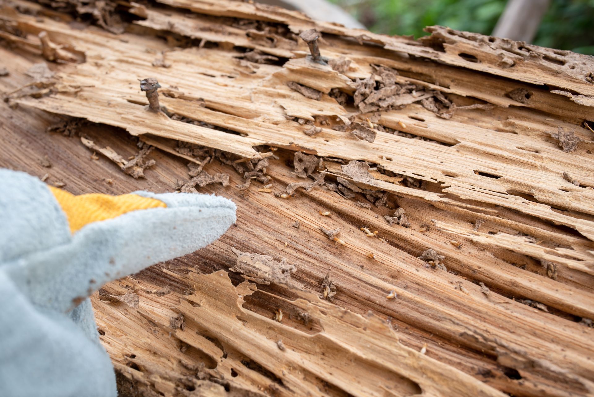 Un homme montrant des termites du doigt