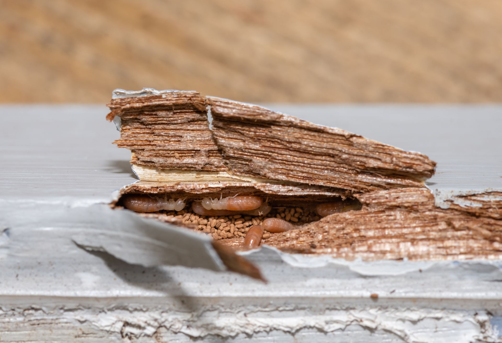 Des termites en train de manger le bois d'un volet