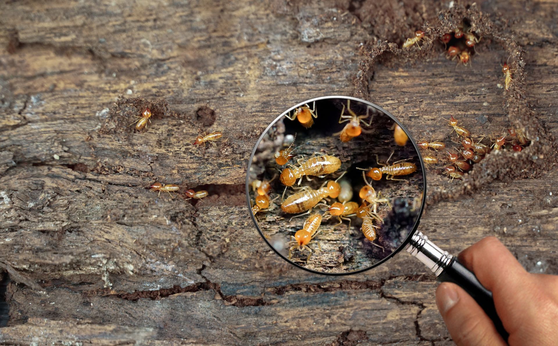 Une loupe devant des termites