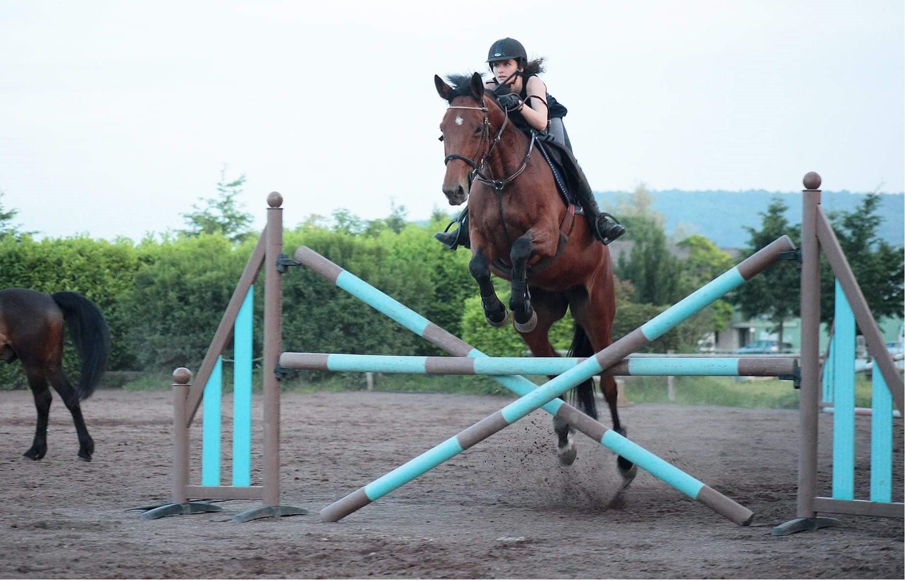 N9251 Cheval équitation cocarde Club Hippique Nice Alpes