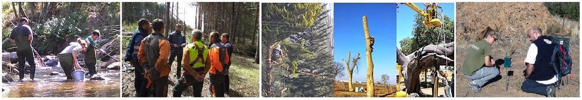 Un collage de imágenes de personas caminando por el bosque.
