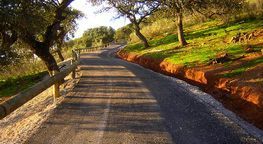 Un camino de tierra que atraviesa un bosque con árboles a ambos lados.