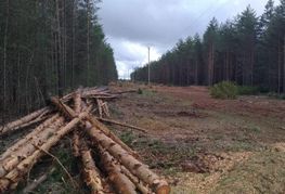 Una pila de troncos en medio de un bosque.