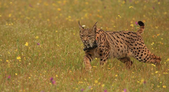 Un lince corre por un campo de flores.