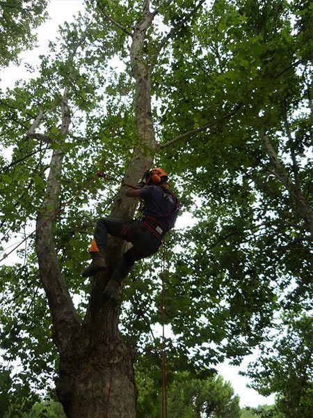 Un hombre está trepando un árbol con una motosierra.