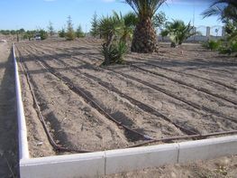 Una hilera de líneas de riego en un campo de tierra al lado de una palmera.