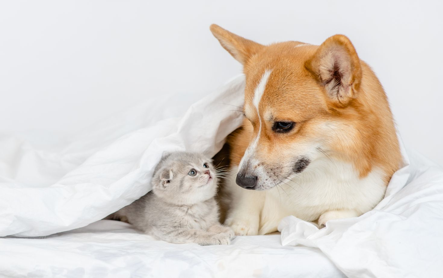 Un corgi et un chaton se blottissent sous une couverture, le chien regardant le chaton avec une expression douce.