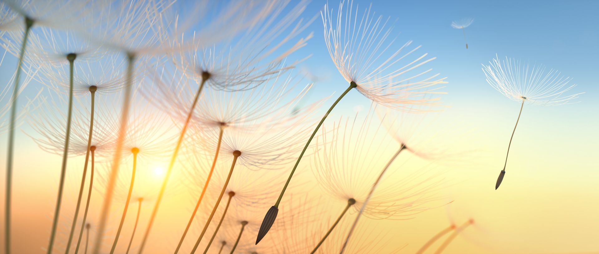 Des capitules de pissenlit se détachant sur un ciel bleu et jaune ; quelques graines emportées par le vent.