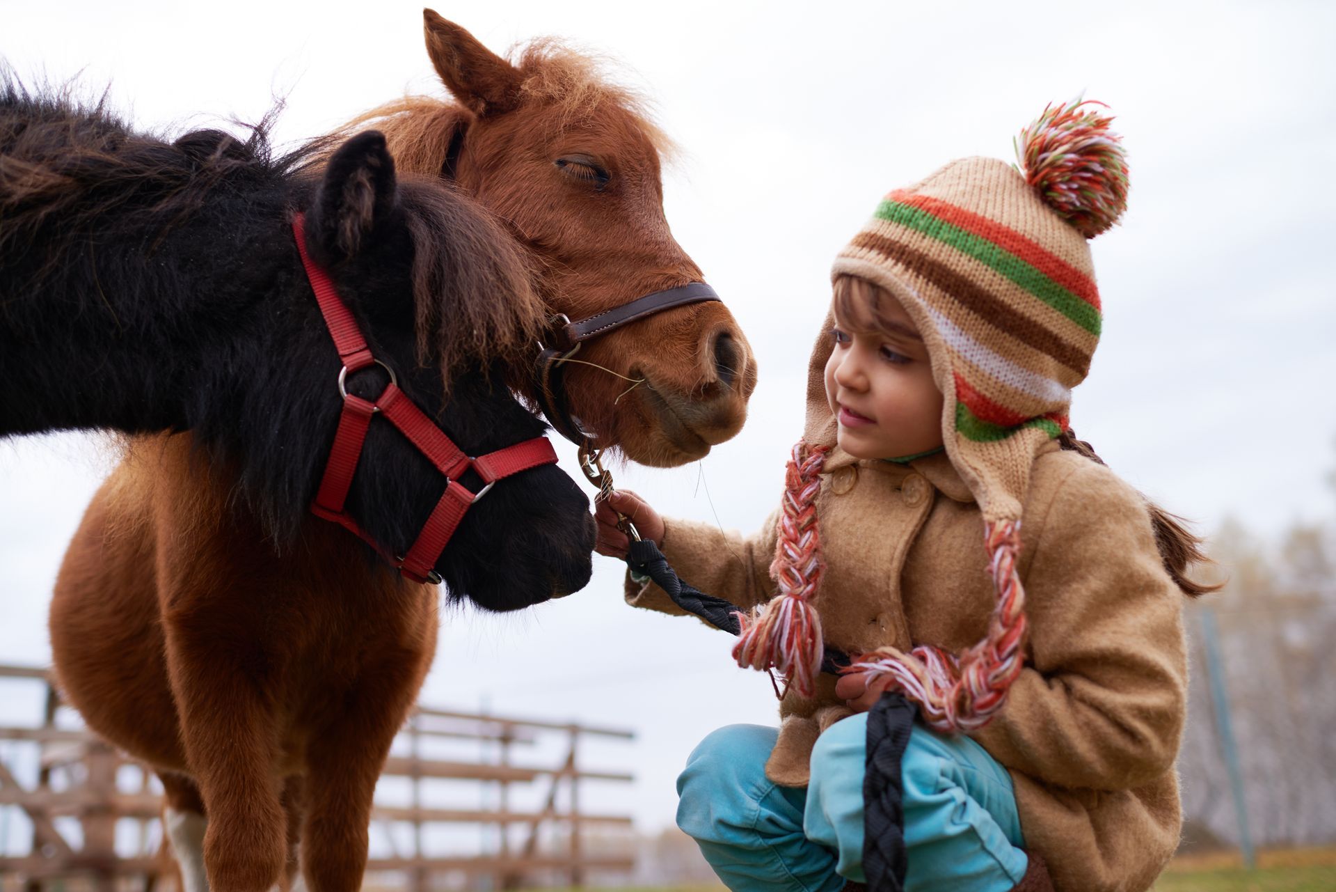 Un enfant coiffé d'un bonnet d'hiver caresse deux poneys, l'un noir, l'autre brun, à l'extérieur.