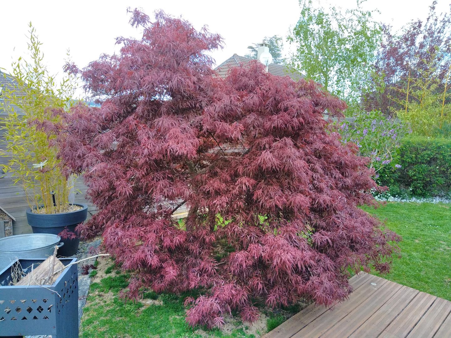 Plantation de buisson