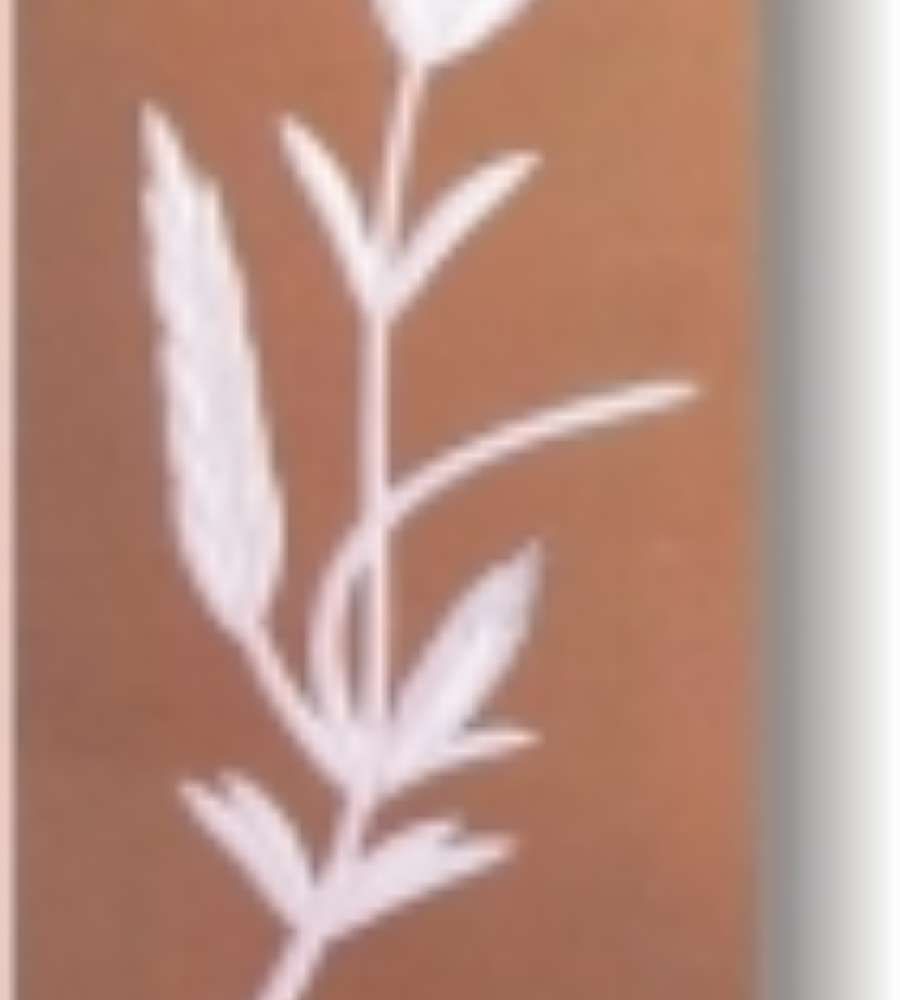 Un primer plano de una planta con hojas sobre un fondo marrón.