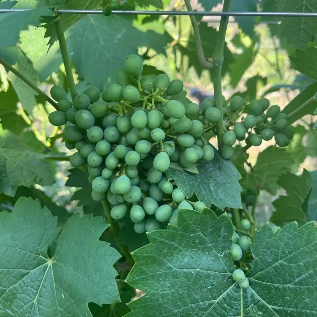 Un racimo de uvas verdes que crecen en una vid