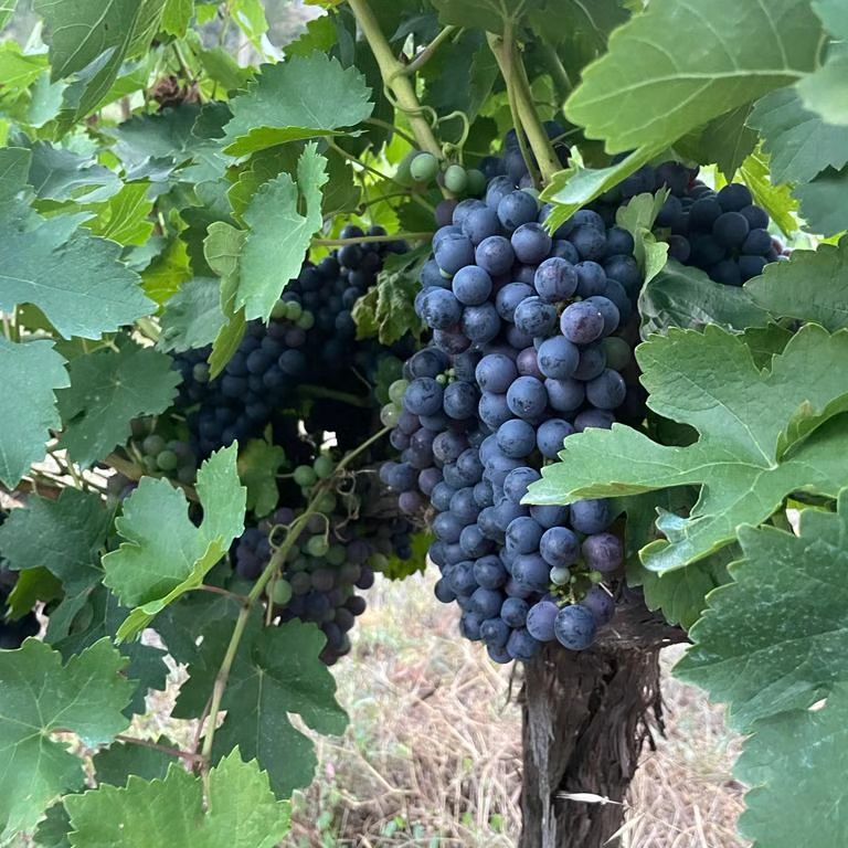 Un racimo de uvas azules que crecen en una vid