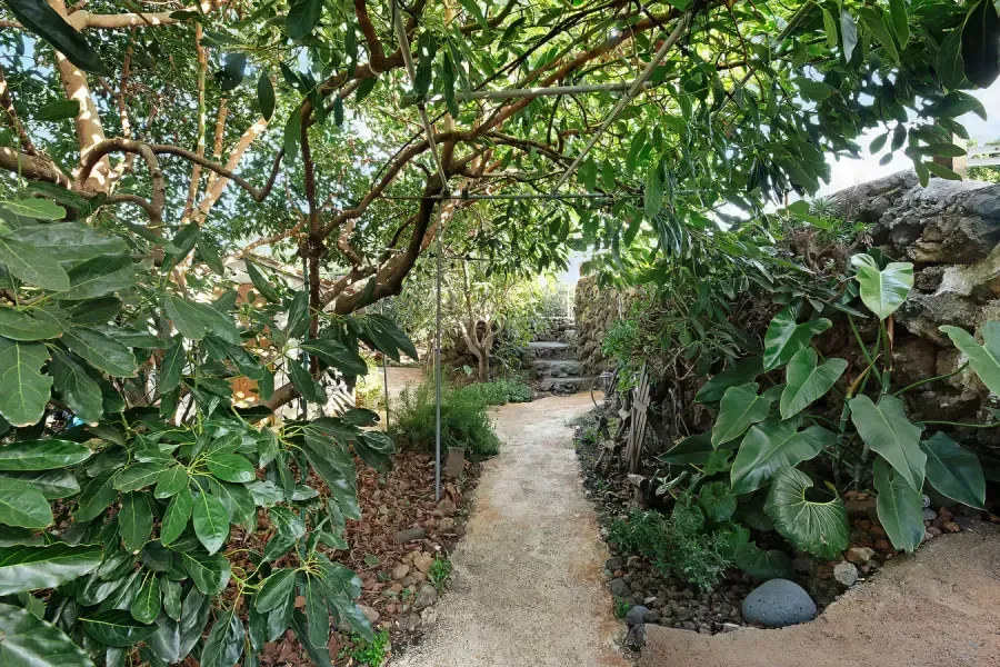 Camino de piedra a través de un exuberante jardín verde, que conduce a las escaleras.