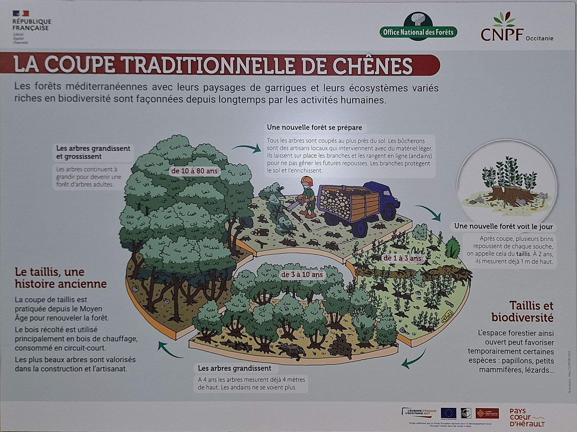 Forêt d'arbres vue d'en bas