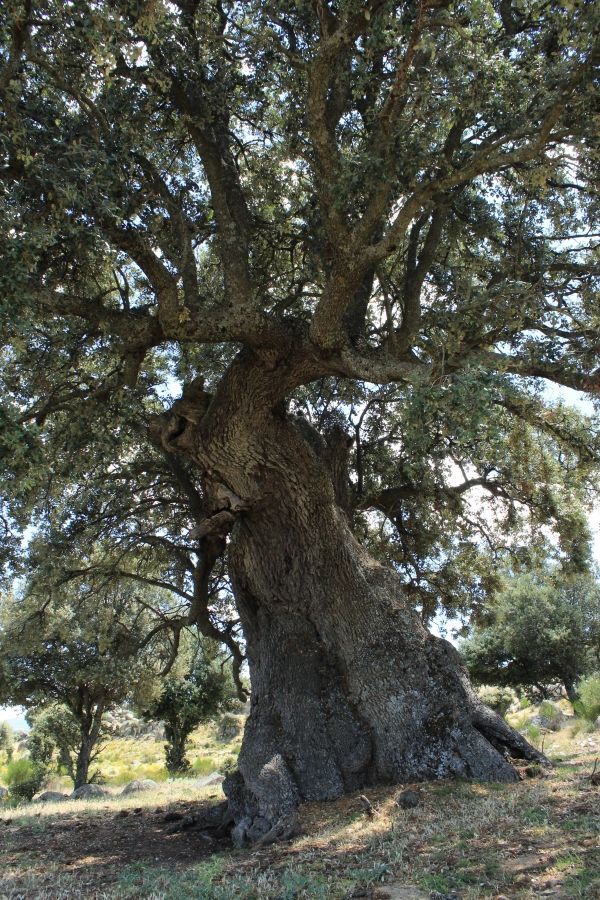 Arbre chêne vert
