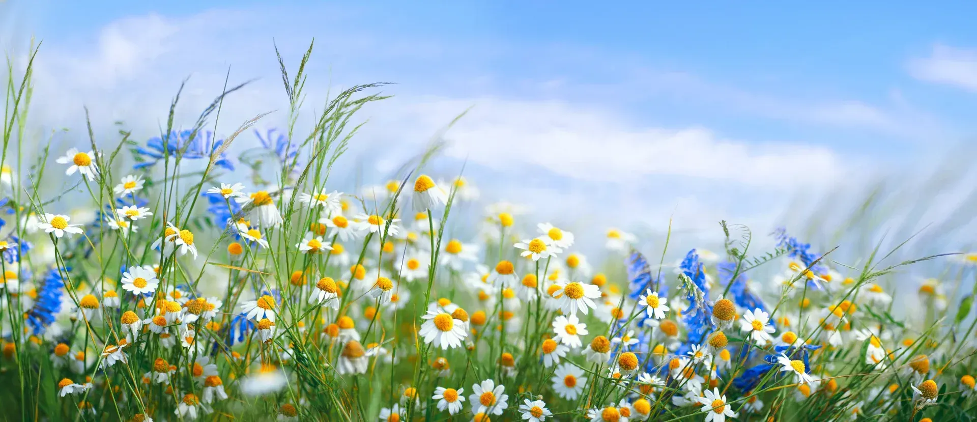 Feld mit weißen und gelben Gänseblümchen und blauen Wildblumen unter blauem Himmel.