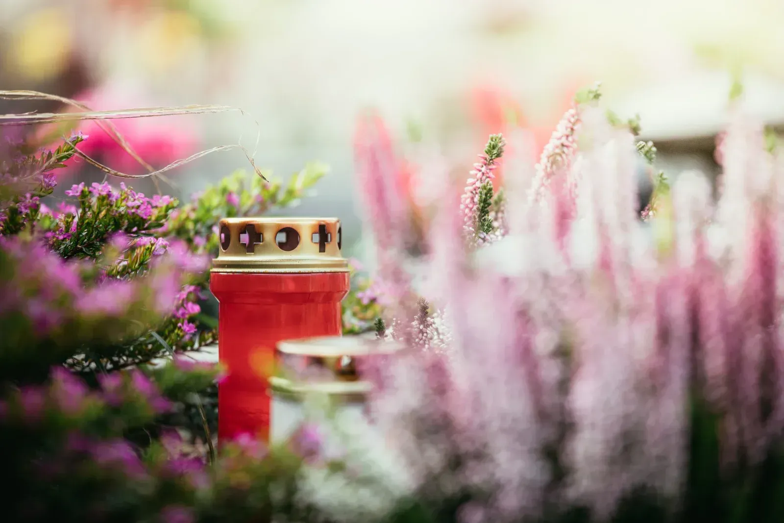 Rote Gedenkkerze zwischen rosa und violetten Blumen auf einem Friedhof.
