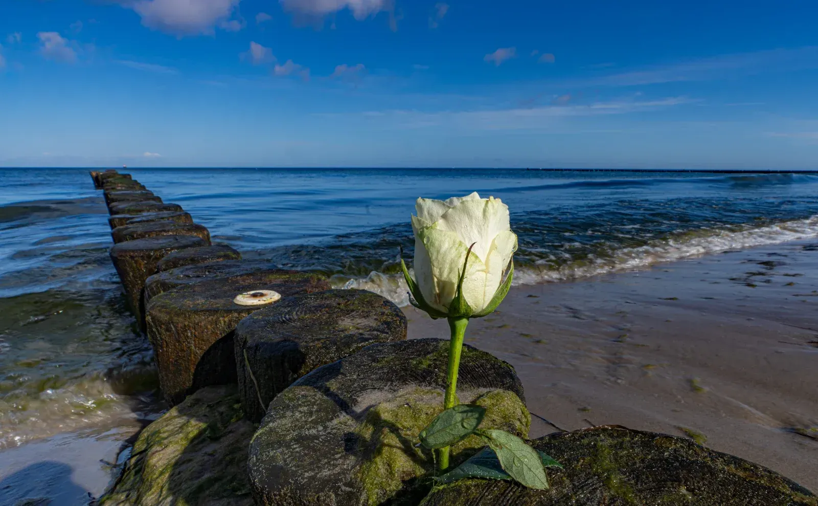 Weiße Rose auf verwitterten Holzpfosten an einem Strand, Meer und blauem Himmel im Hintergrund.