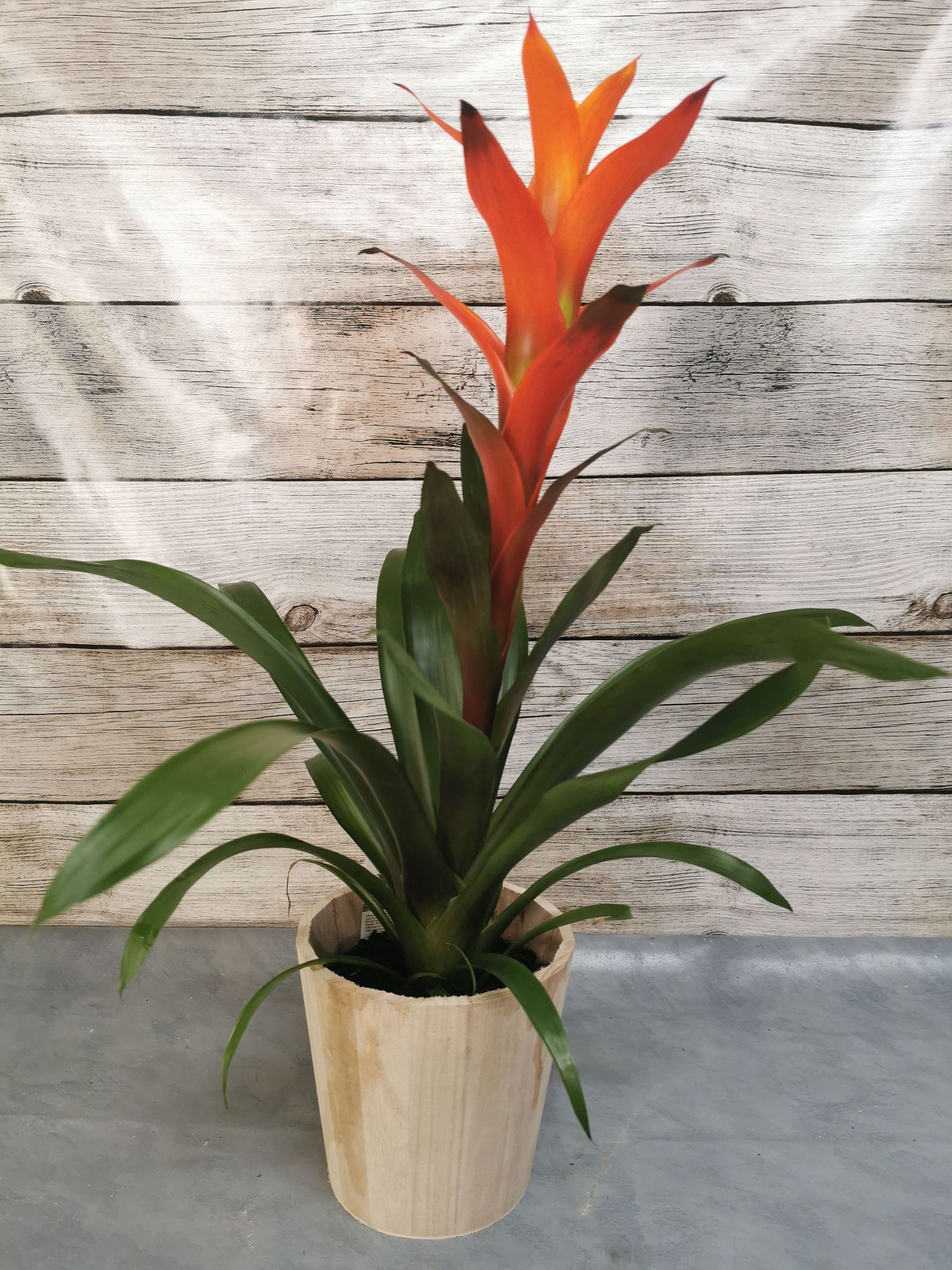 Boutique florale La Joconde