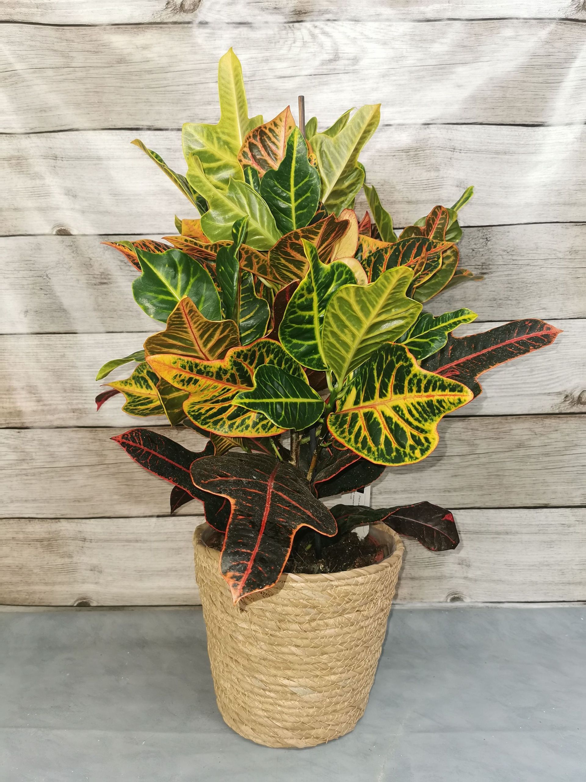 Boutique florale La Joconde