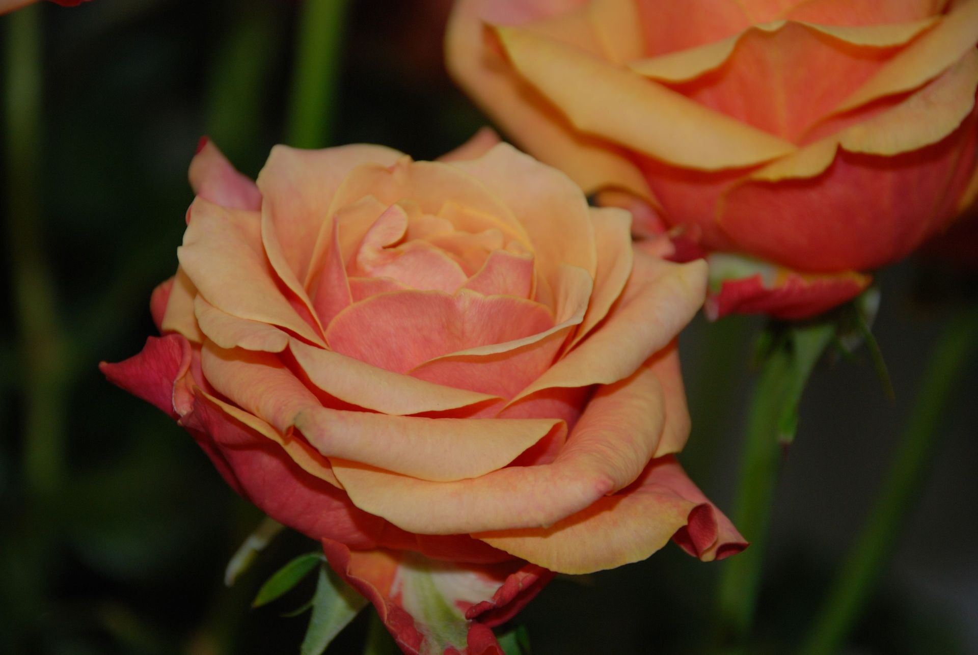 Rose rouge