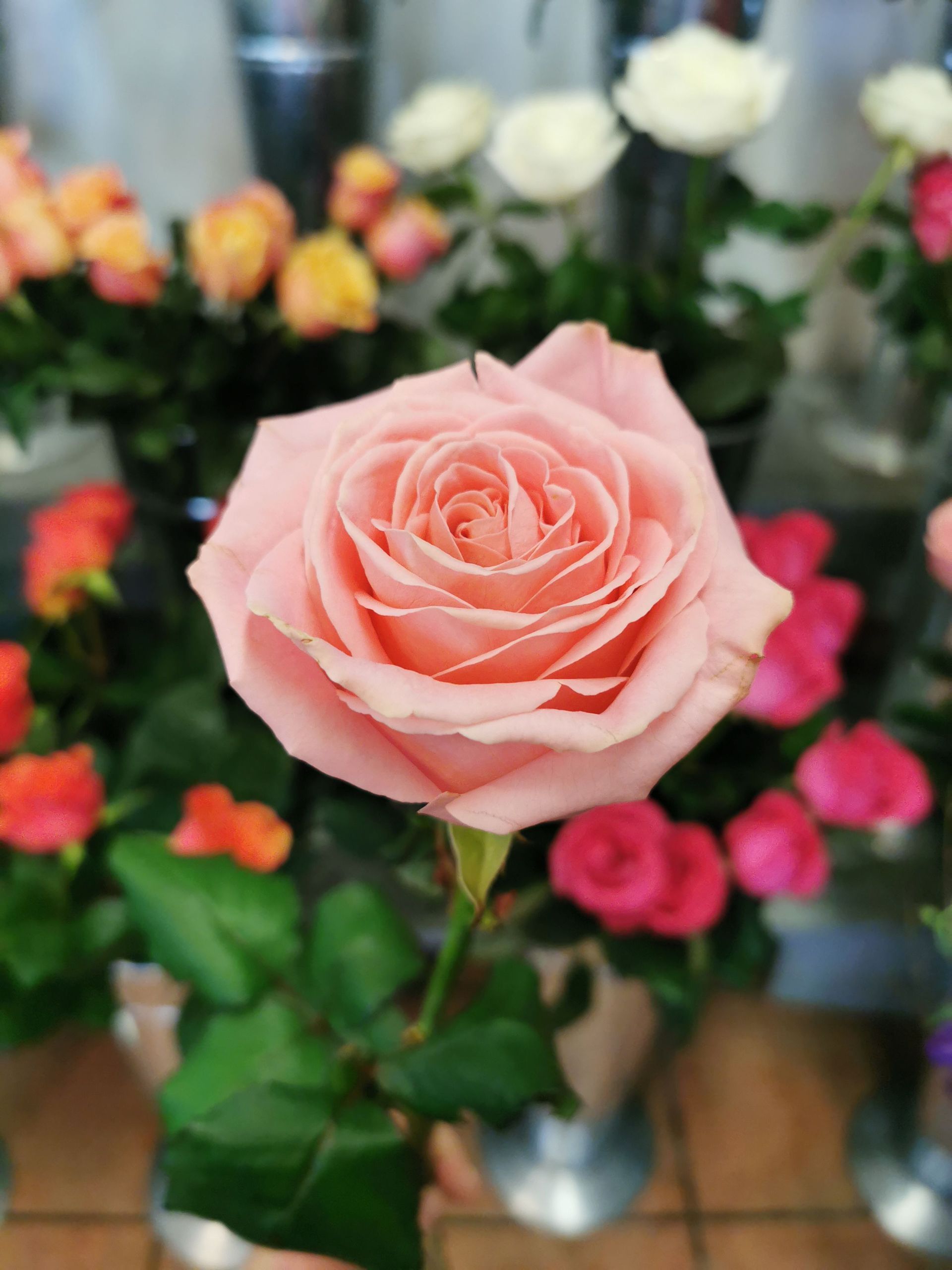 Rose