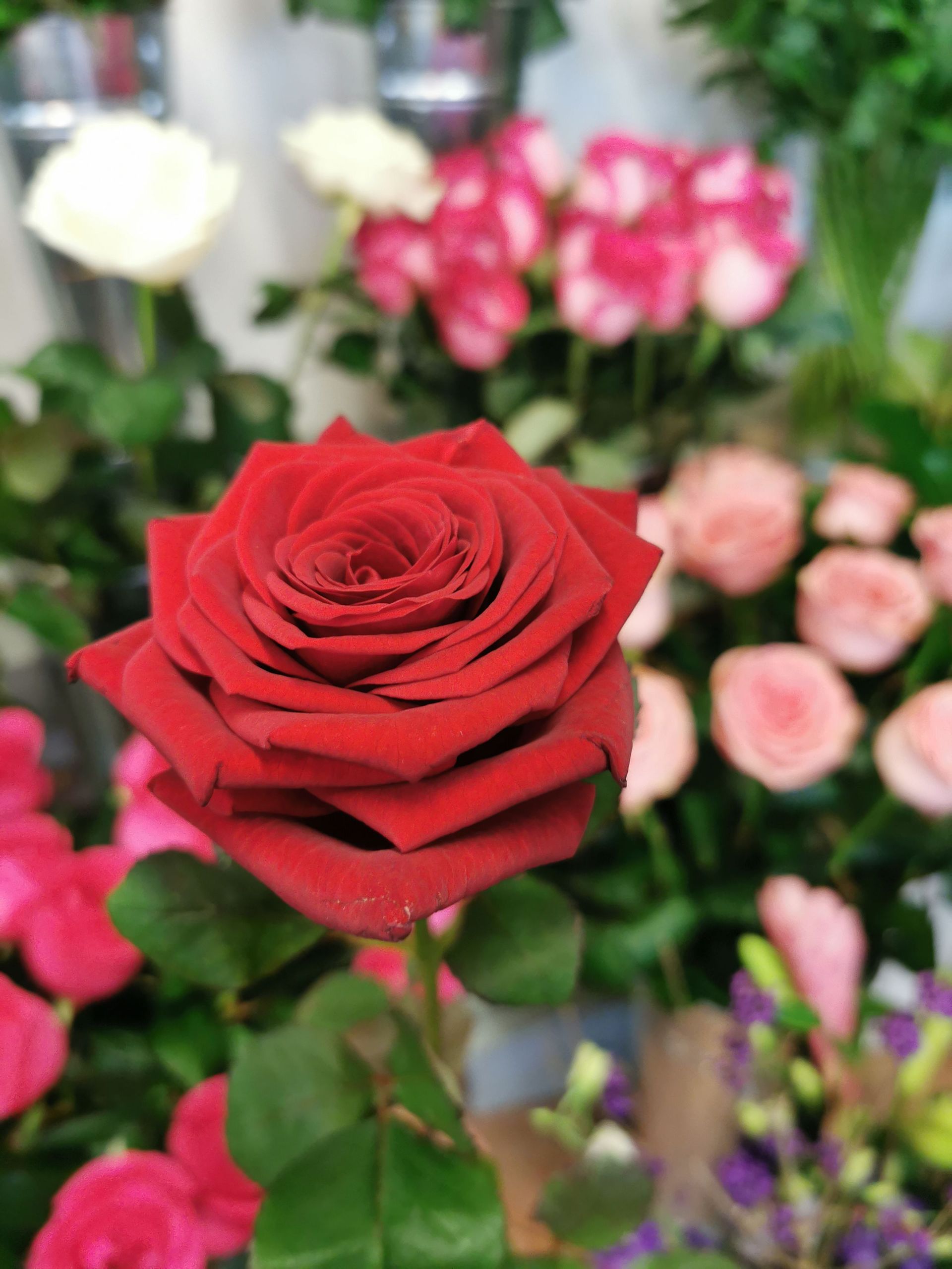 Rose rouge