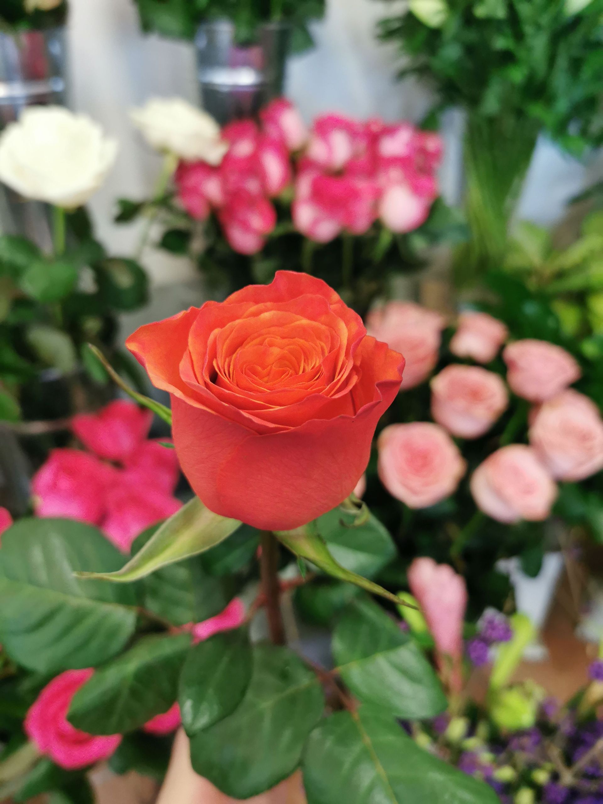Rose