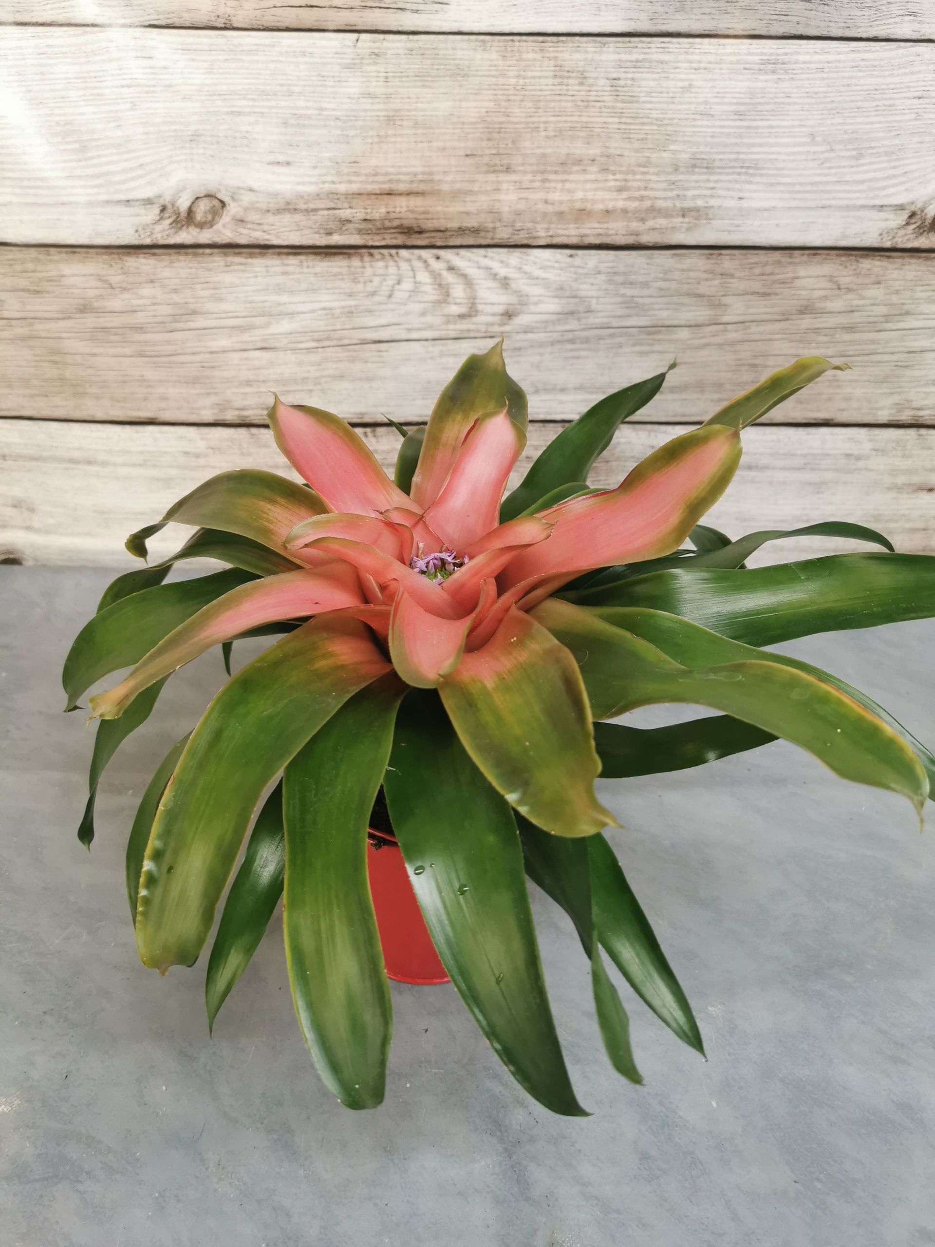Boutique florale La Joconde