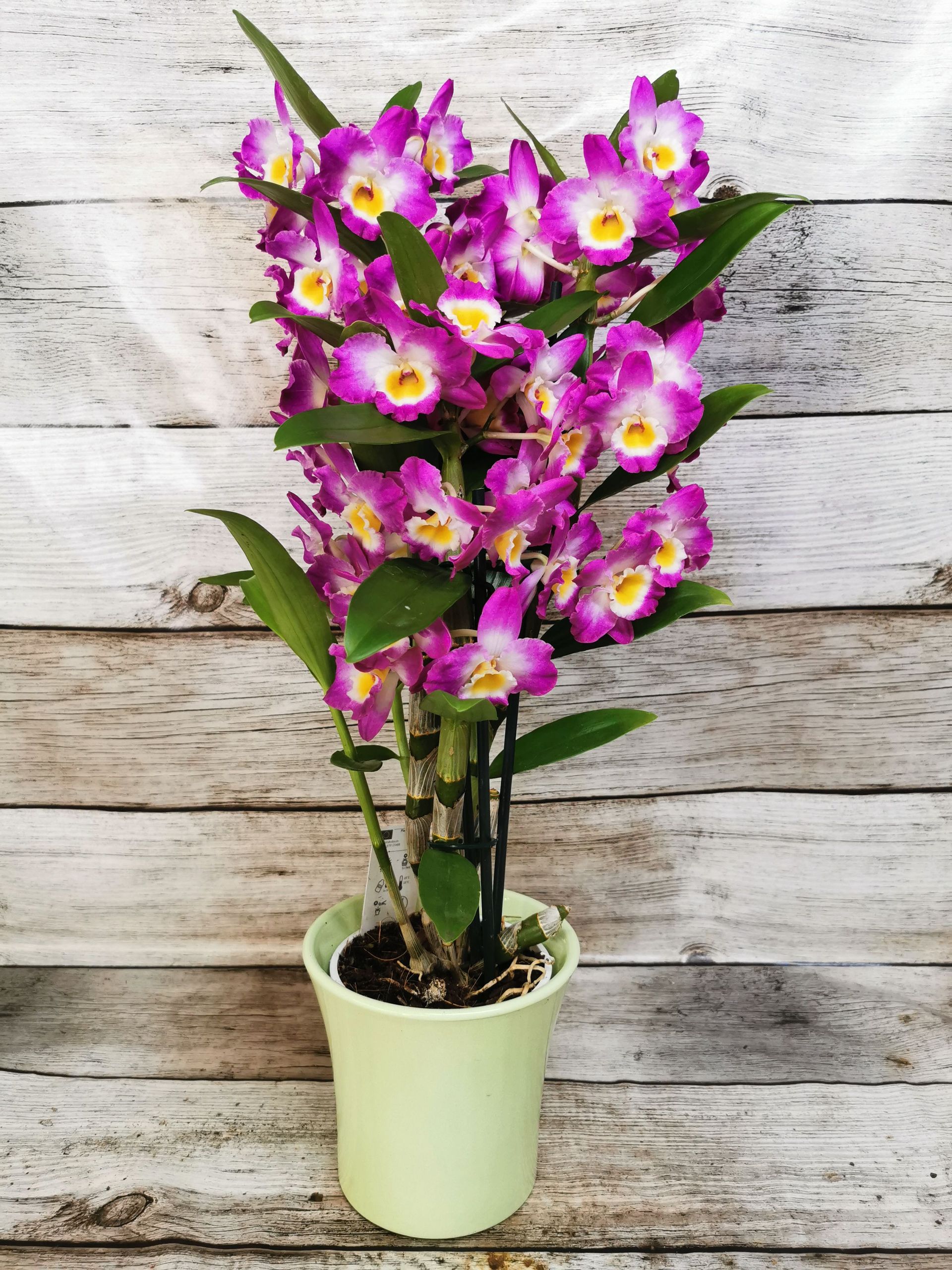 Boutique florale La Joconde