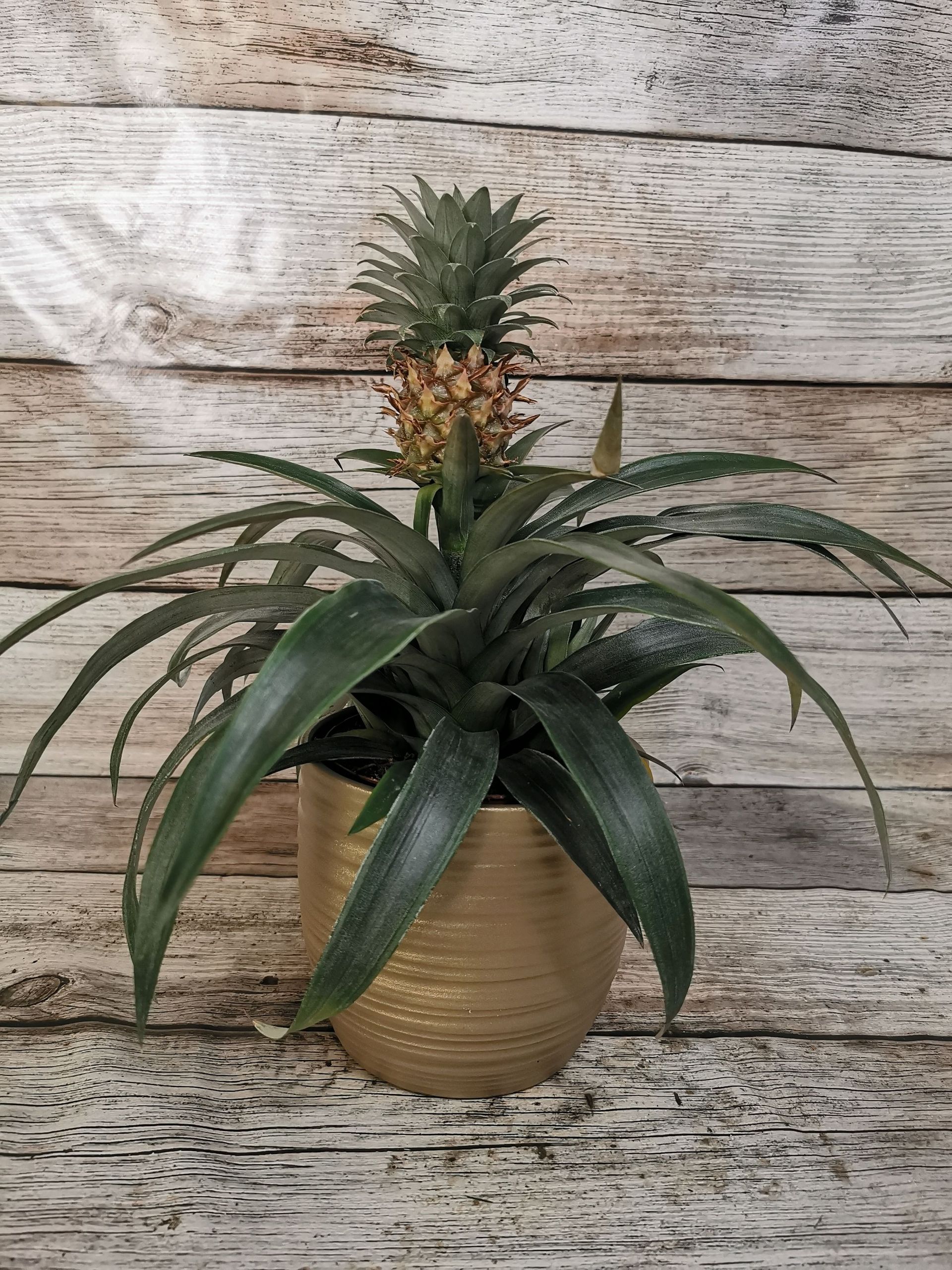 Boutique florale La Joconde