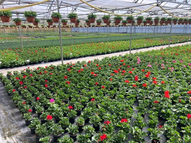 Boutique florale la Joconde - bouquet de saison
