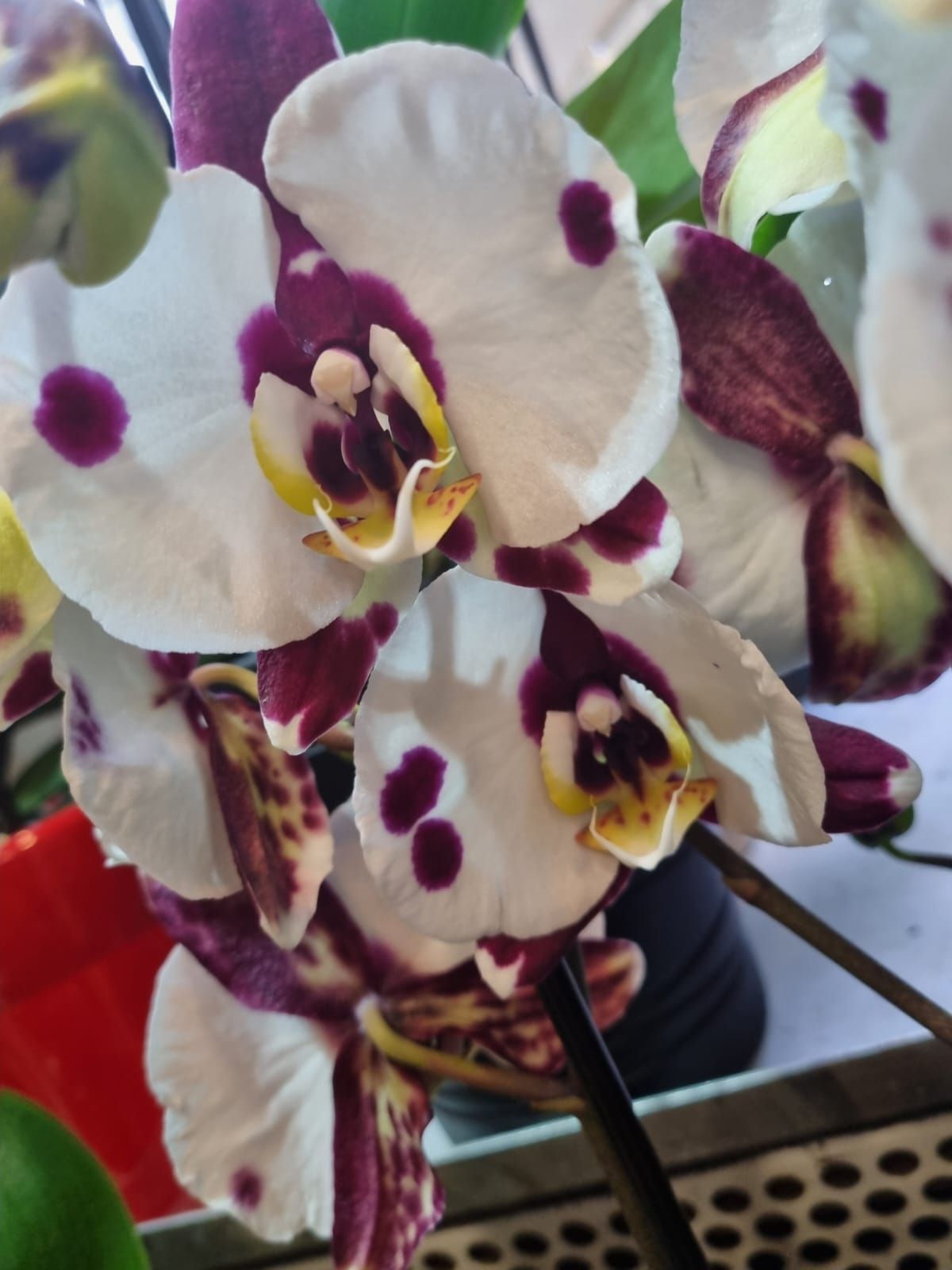 Boutique florale La Joconde