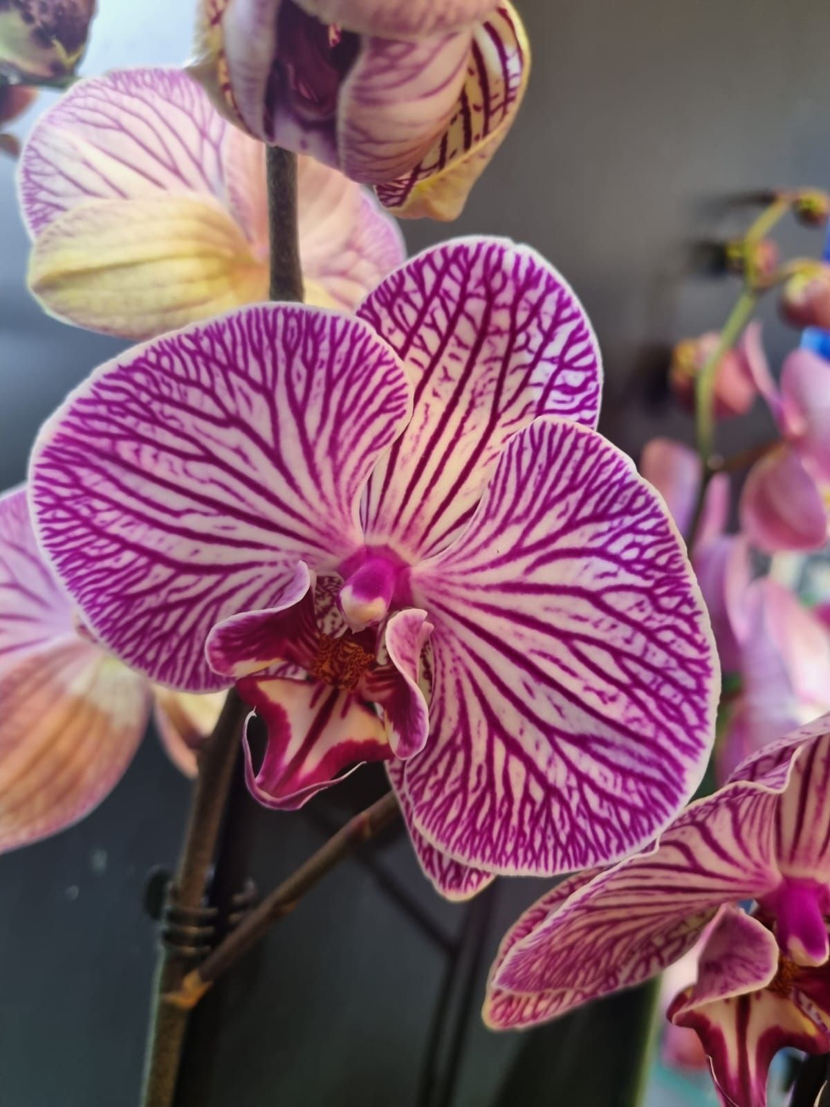 Boutique florale La Joconde