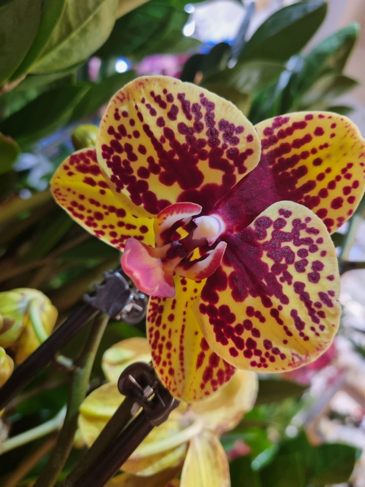 Boutique florale La Joconde