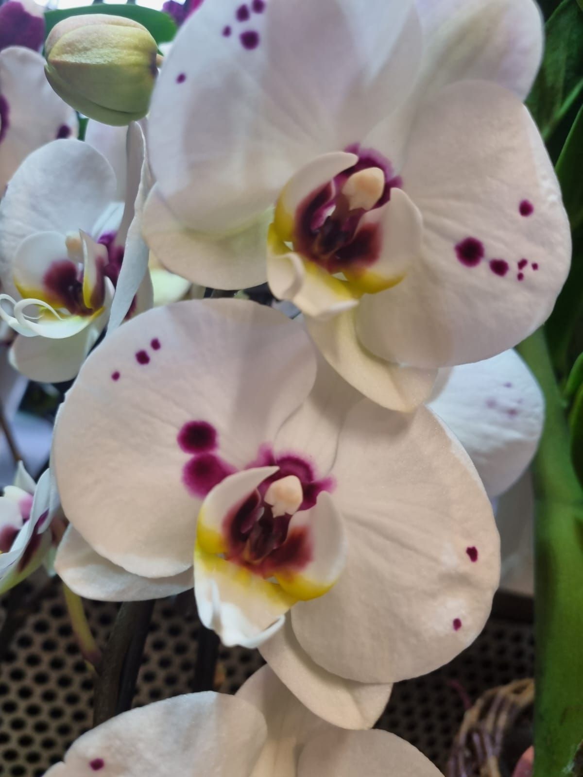 Boutique florale La Joconde