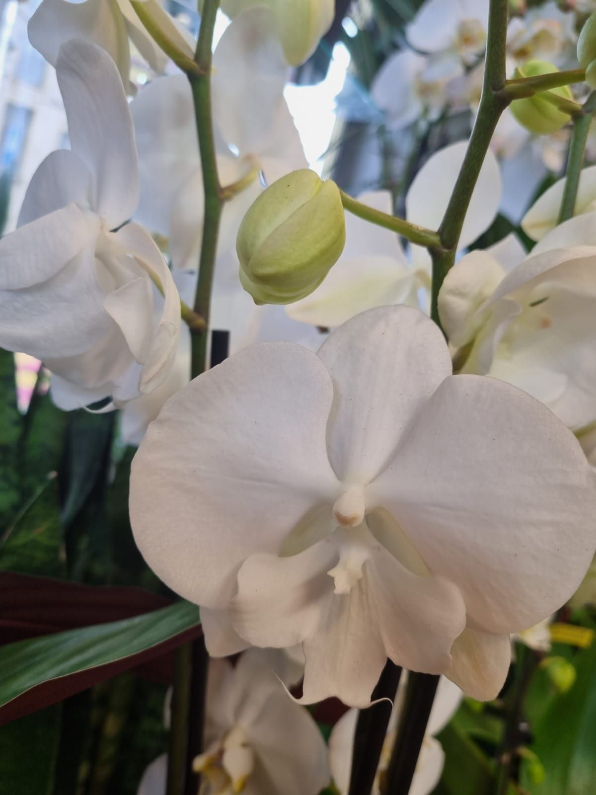 Boutique florale La Joconde