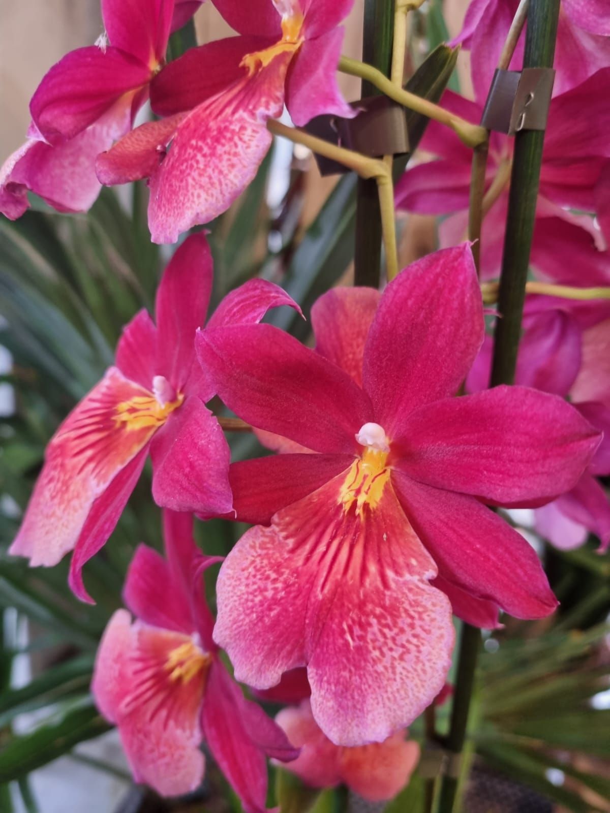 Boutique florale La Joconde