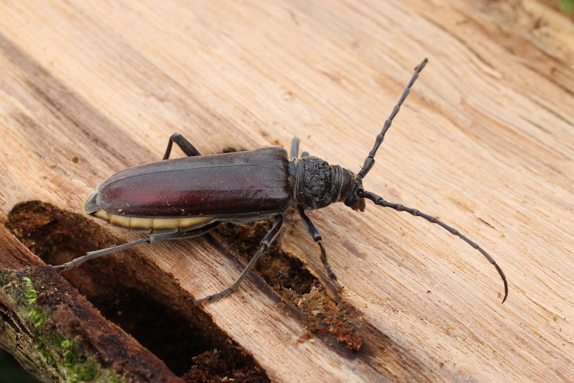 Capricorne sur un morceau de bois